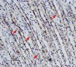 Neurotensin Receptor 2 Antibody in Immunohistochemistry (Paraffin) (IHC (P))