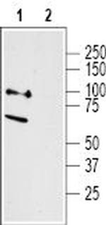 Neurotensin Receptor 2 Antibody in Western Blot (WB)