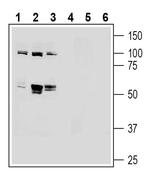LAT2 (SLC7A8) (extracellular) Antibody in Western Blot (WB)