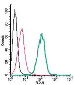 https://www.thermofisher.com/antibody/images/150/ANT-111-PE-50UL-SLC7A11-Flow-1-20230117_010839.jpg?time=20220826