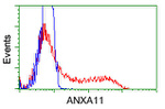 ANXA11 Antibody in Flow Cytometry (Flow)