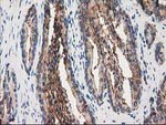 ANXA3 Antibody in Immunohistochemistry (Paraffin) (IHC (P))