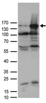 AOX1 Antibody in Western Blot (WB)