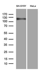 APBB1 Antibody in Western Blot (WB)