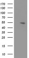 APBB3 Antibody in Western Blot (WB)