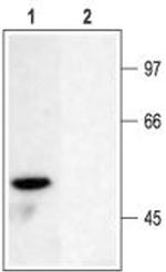 KV1.6 (KCNA6) Antibody in Western Blot (WB)