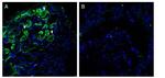 Piezo2 Antibody in Immunohistochemistry (Frozen) (IHC (F))