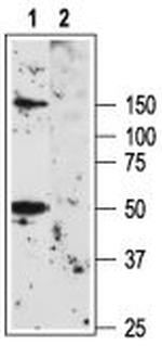 KV1.3 (KCNA3) (extracellular) Antibody in Western Blot (WB)