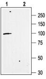 KCNN3 (KCa2.3, SK3) Antibody in Western Blot (WB)