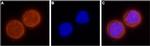 KCNH1 (EAG-1) Antibody in Immunocytochemistry (ICC/IF)
