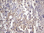 APC Antibody in Immunohistochemistry (Paraffin) (IHC (P))