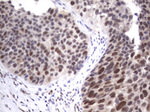 APC Antibody in Immunohistochemistry (Paraffin) (IHC (P))