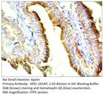 Apelin Antibody in Immunohistochemistry (IHC)