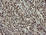 APEX1 Antibody in Immunohistochemistry (Paraffin) (IHC (P))