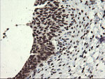 APEX1 Antibody in Immunohistochemistry (Paraffin) (IHC (P))