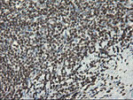 APEX1 Antibody in Immunohistochemistry (Paraffin) (IHC (P))