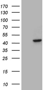 APOBEC4 Antibody in Western Blot (WB)