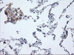 APP Antibody in Immunohistochemistry (Paraffin) (IHC (P))