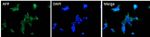 Amyloid Precursor Protein Antibody in Immunocytochemistry (ICC/IF)