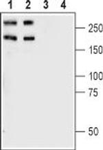 Plexin-A1 (extracellular) Antibody in Western Blot (WB)