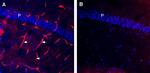 Aquaporin 4 (AQP4) (300-314) Antibody in Immunohistochemistry (Frozen) (IHC (F))