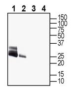 Aquaporin 4 (AQP4) (300-314) Antibody in Western Blot (WB)