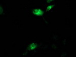 AQP1 Antibody in Immunocytochemistry (ICC/IF)