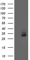 AQP1 Antibody in Western Blot (WB)