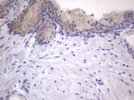 ARAF Antibody in Immunohistochemistry (Paraffin) (IHC (P))