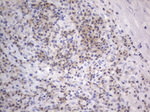 ARAF Antibody in Immunohistochemistry (Paraffin) (IHC (P))