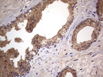 ARAF Antibody in Immunohistochemistry (Paraffin) (IHC (P))