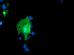 ARCN1 Antibody in Immunocytochemistry (ICC/IF)