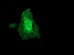 ARCN1 Antibody in Immunocytochemistry (ICC/IF)