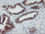 ARCN1 Antibody in Immunohistochemistry (Paraffin) (IHC (P))