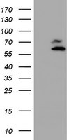 ARCN1 Antibody in Western Blot (WB)