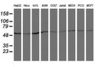 ARCN1 Antibody in Western Blot (WB)