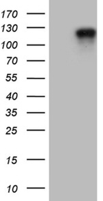 ARHGAP12 Antibody in Western Blot (WB)