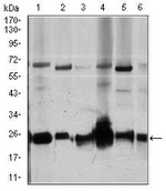 RhoGDI Antibody in Western Blot (WB)