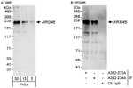 ARID4B Antibody in Western Blot (WB)