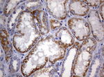 ARL3 Antibody in Immunohistochemistry (Paraffin) (IHC (P))