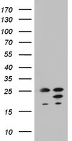 ARL3 Antibody in Western Blot (WB)