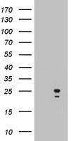 ARL3 Antibody in Western Blot (WB)