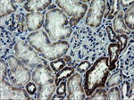 ARMC1 Antibody in Immunohistochemistry (Paraffin) (IHC (P))