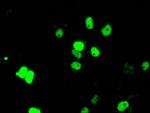 ARNT Antibody in Immunocytochemistry (ICC/IF)