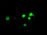 ARNTL Antibody in Immunocytochemistry (ICC/IF)