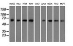 ARNTL Antibody in Western Blot (WB)