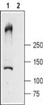 Ryanodine Receptor 1 Antibody in Western Blot (WB)