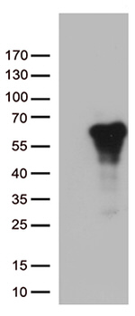 ARSG Antibody in Western Blot (WB)