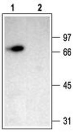ASIC2a Antibody in Western Blot (WB)