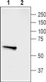ASIC3 Antibody in Western Blot (WB)